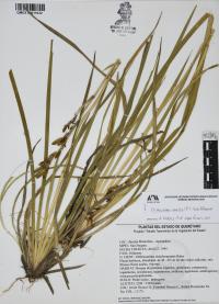 Orthrosanthus exsertus image